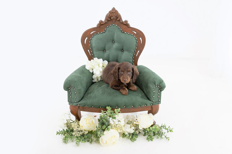 Luxe Dachshunds