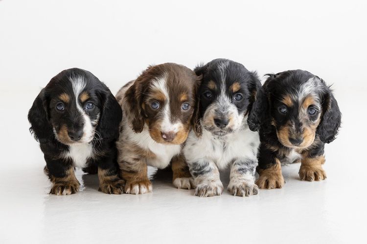 Luxe Dachshunds