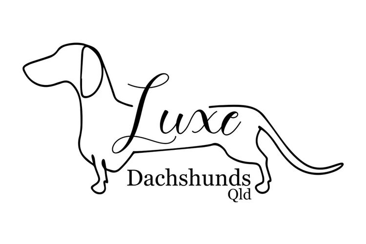 Luxe Dachshunds