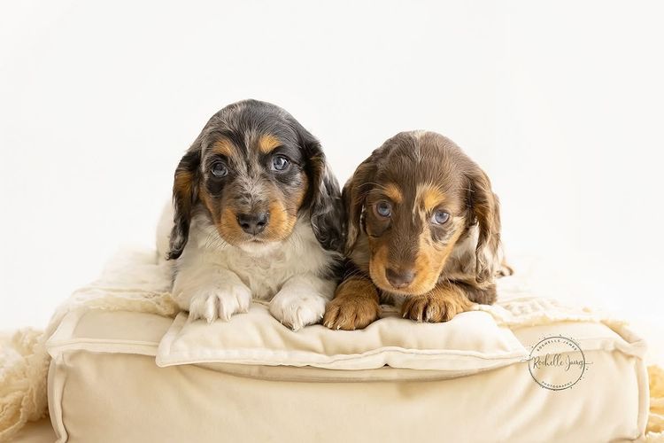 Luxe Dachshunds