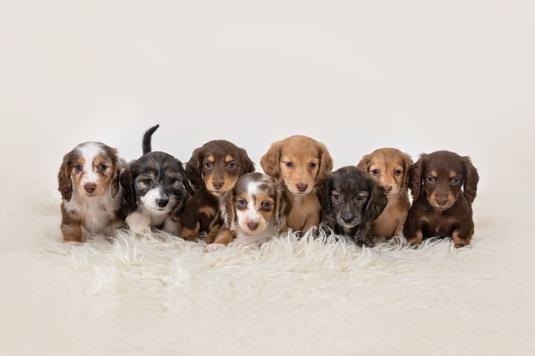 Luxe Dachshunds
