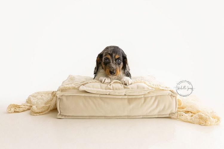 Luxe Dachshunds