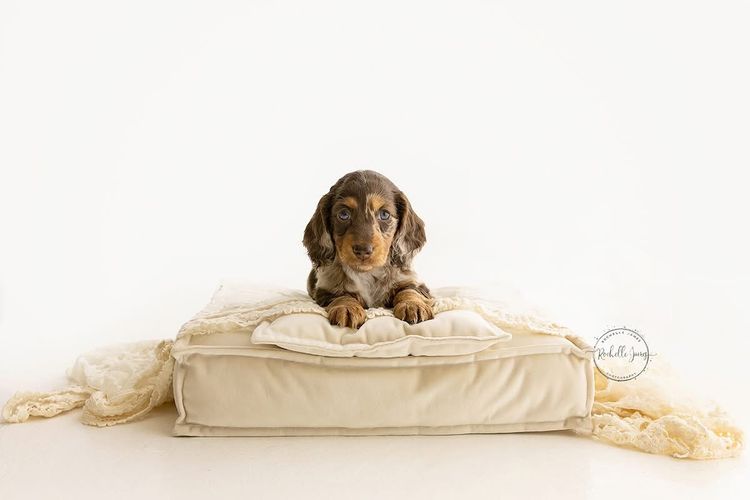 Luxe Dachshunds