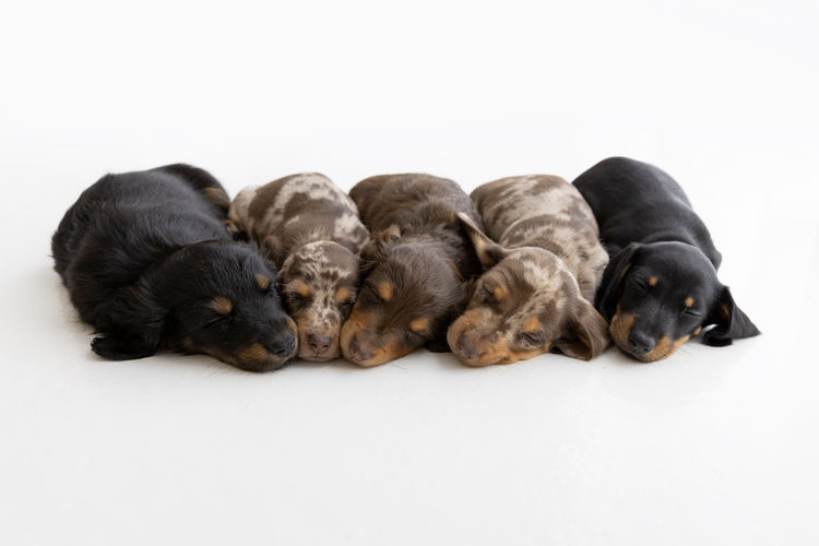 Luxe Dachshunds