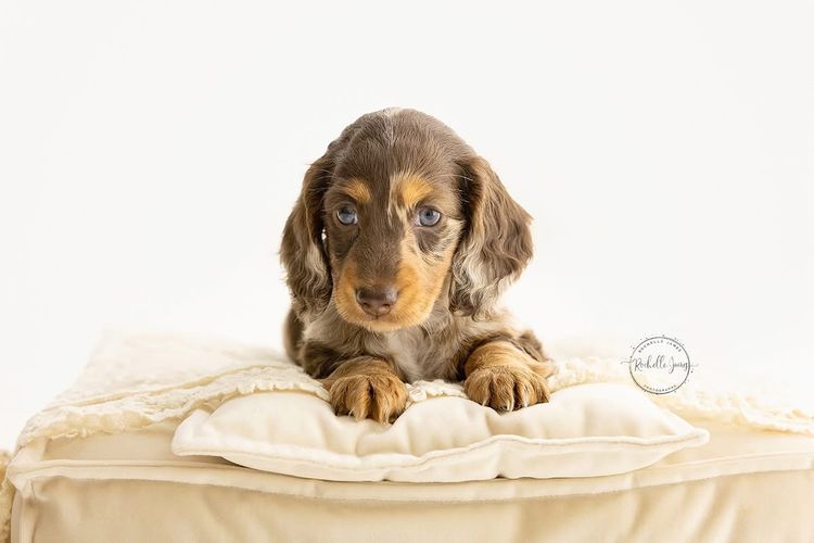 Luxe Dachshunds