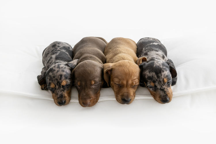 Luxe Dachshunds