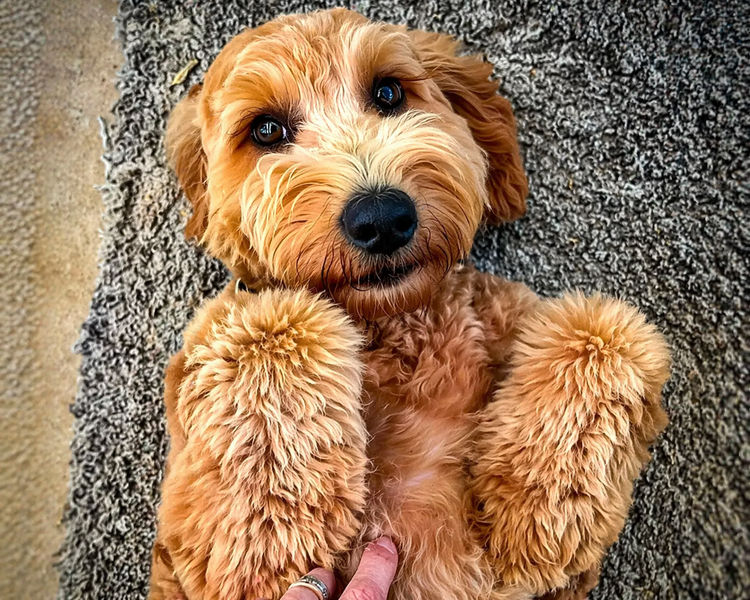 Dantapelle Australian Cobberdogs Brisbane