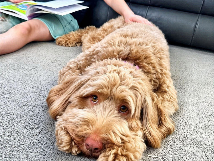 Dantapelle Australian Cobberdogs Brisbane
