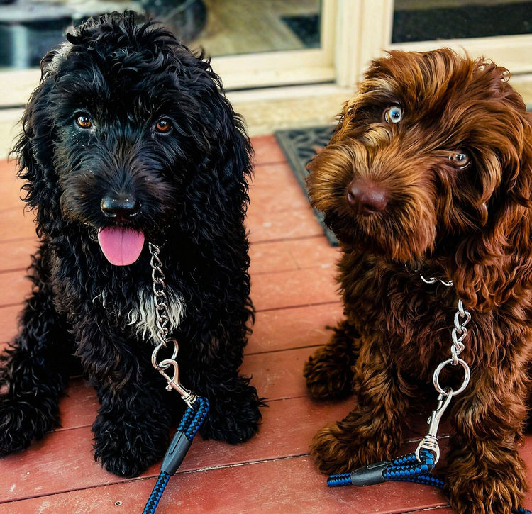 Dantapelle Australian Cobberdogs Brisbane
