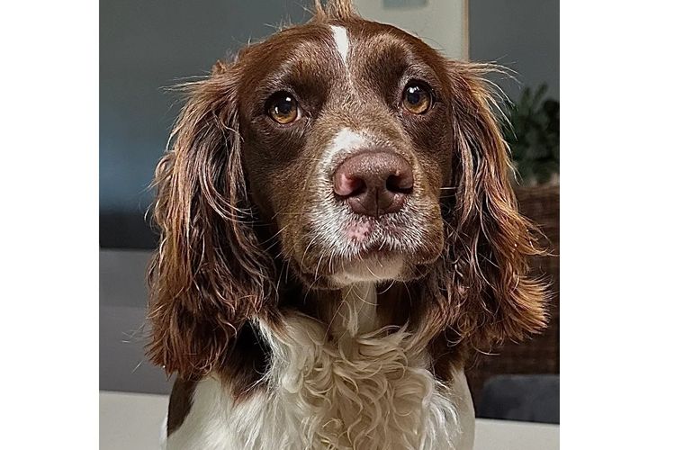 Ritzyoaks Springer Spaniels