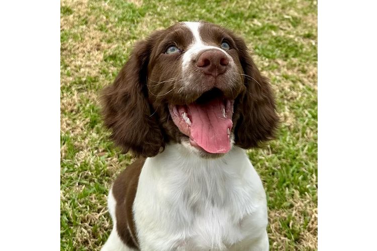 Ritzyoaks Springer Spaniels