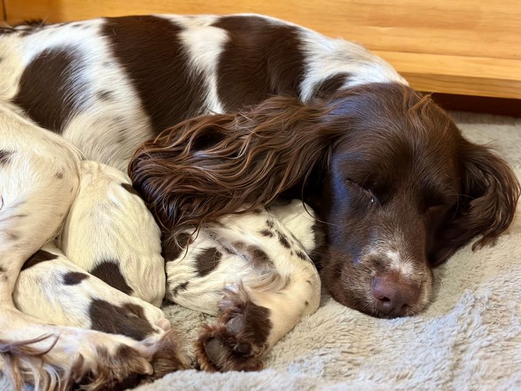 Ritzyoaks Springer Spaniels