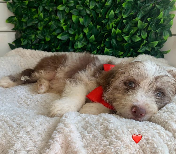 Oodle Creek Pups - Bordoodles