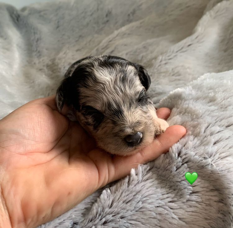 Oodle Creek Pups - Bordoodles