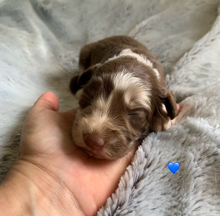 Oodle Creek Pups - Bordoodles