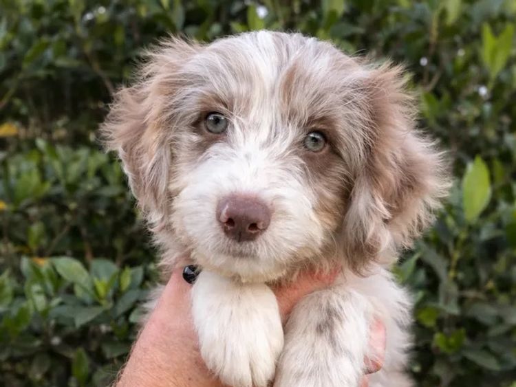 Oodle Creek Pups - Bordoodles
