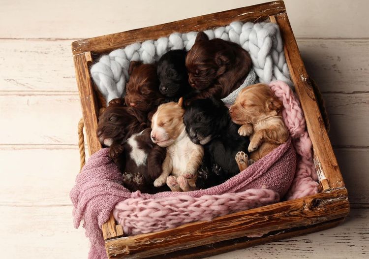 Spring Pastures Puppies Spoodles