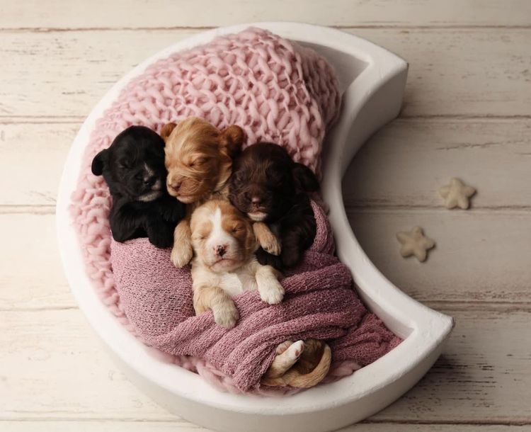 Spring Pastures Puppies Spoodles