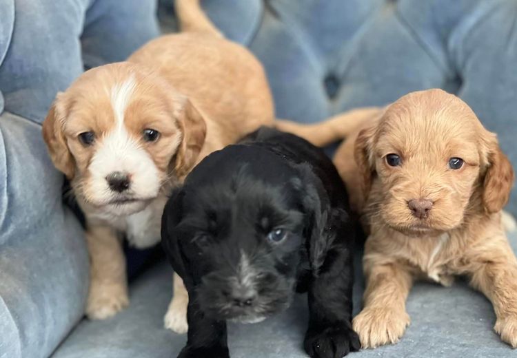 Spring Pastures Puppies Spoodles