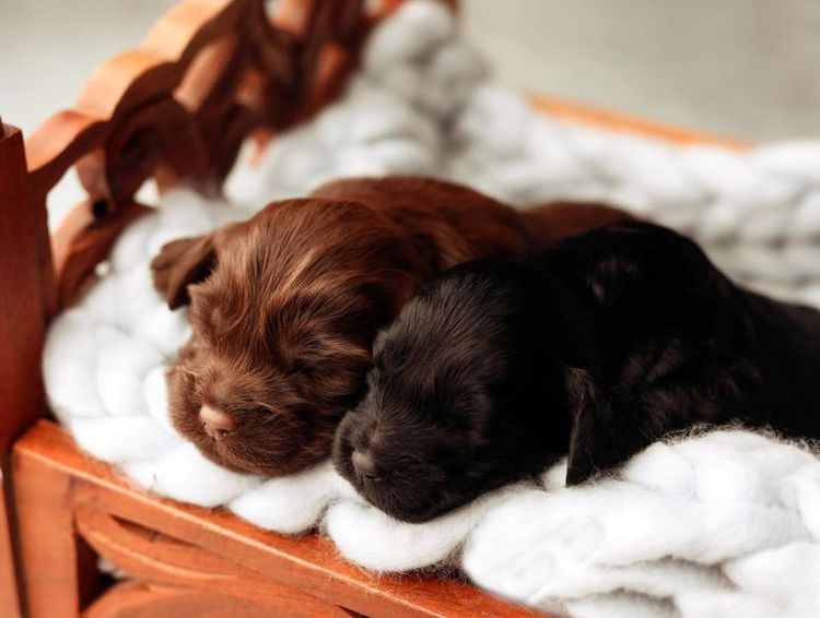 Spring Pastures Puppies Spoodles