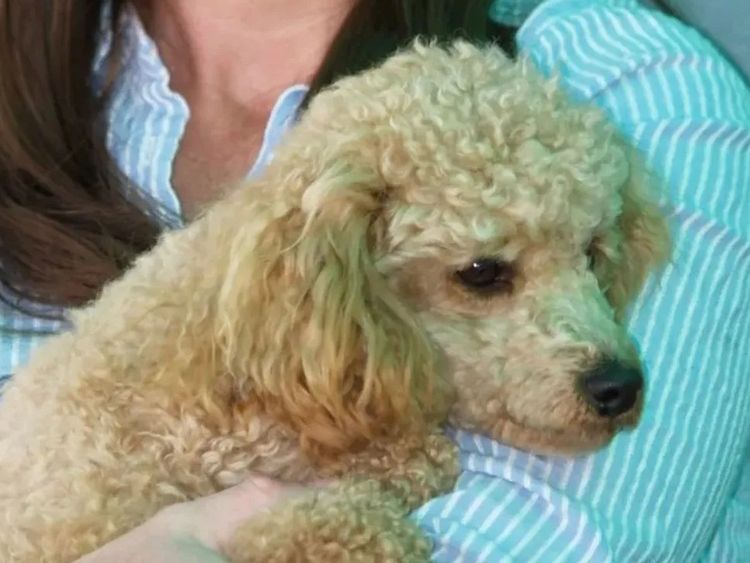 Morah Park Toy Poodles