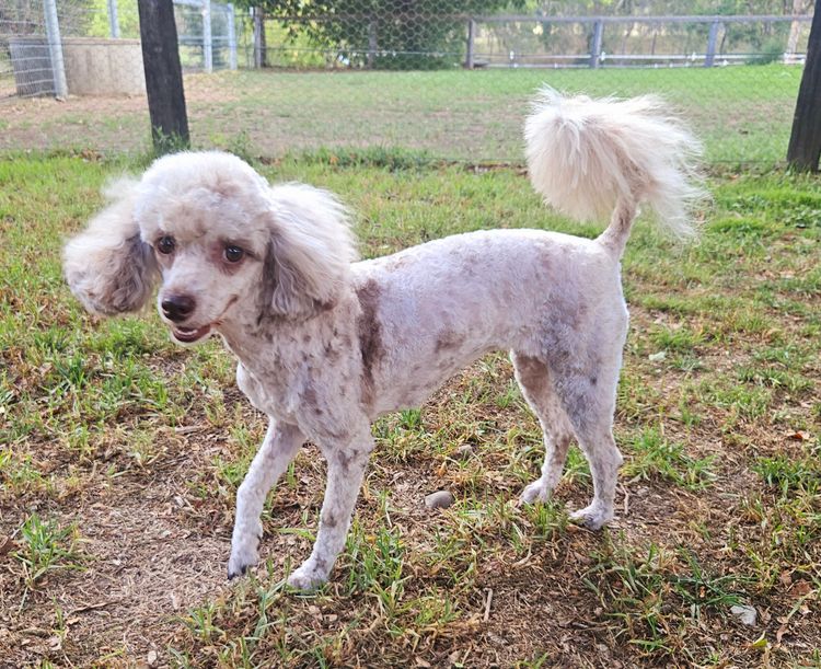 Morah Park Toy Poodles