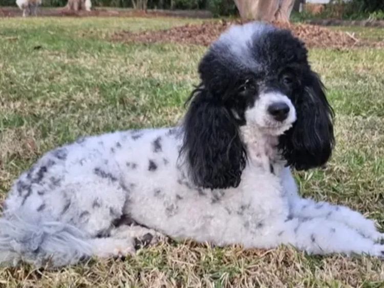 Morah Park Toy Poodles