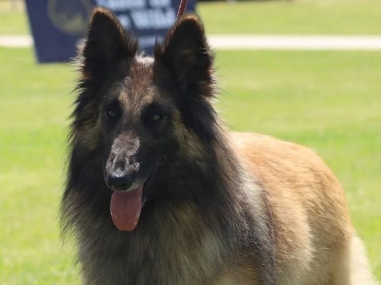 Radnor Belgian Shepherds