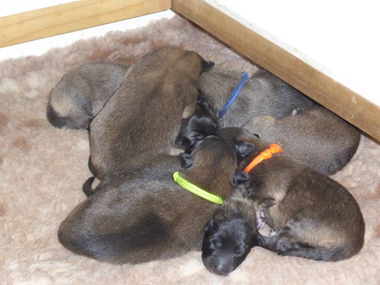 Radnor Belgian Shepherds