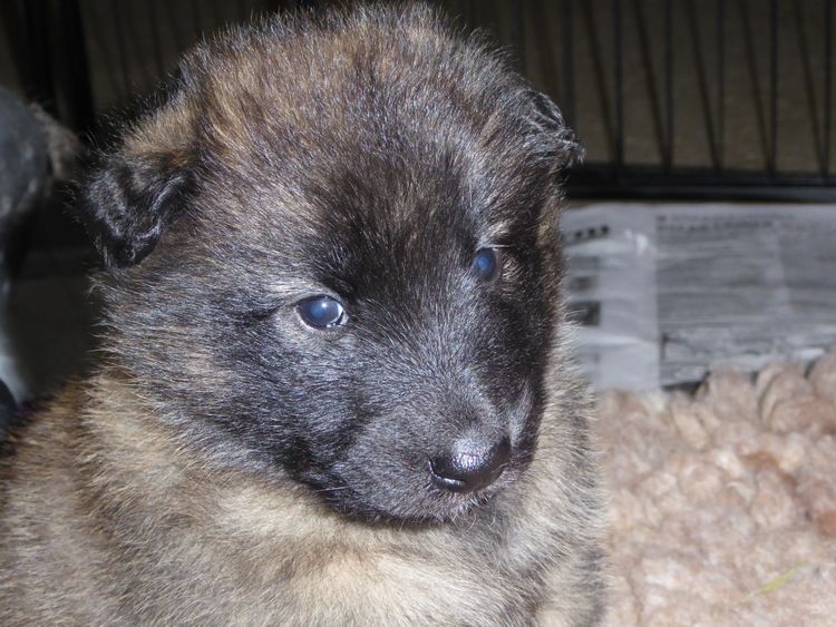 Radnor Belgian Shepherds