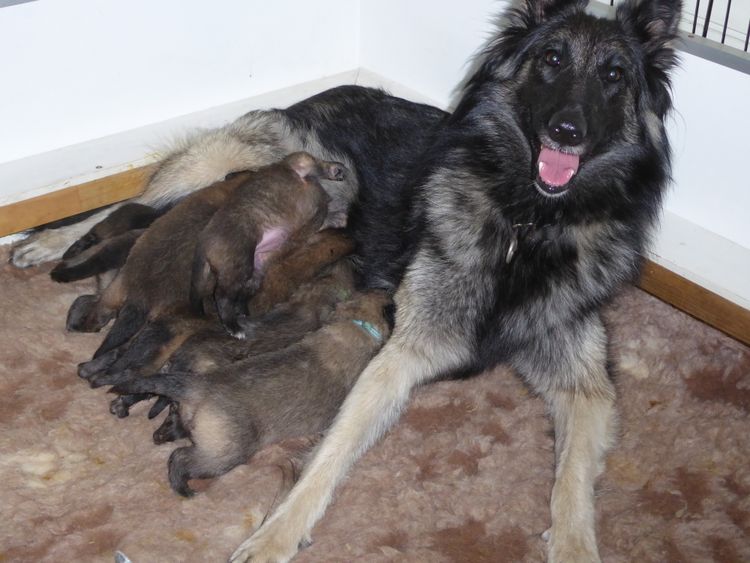 Radnor Belgian Shepherds