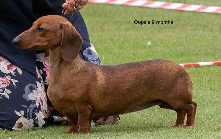 Cidaq Miniature Short-Haired Dachshunds