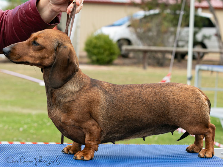 Cidaq Miniature Short-Haired Dachshunds
