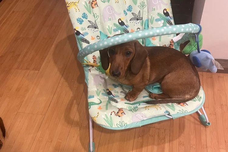 Cidaq Miniature Short-Haired Dachshunds