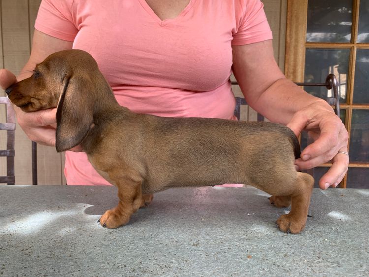 Cidaq Miniature Short-Haired Dachshunds