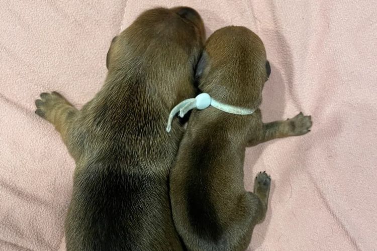 Cidaq Miniature Short-Haired Dachshunds