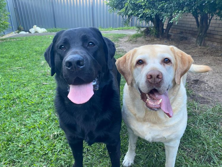 Terranor Labradors