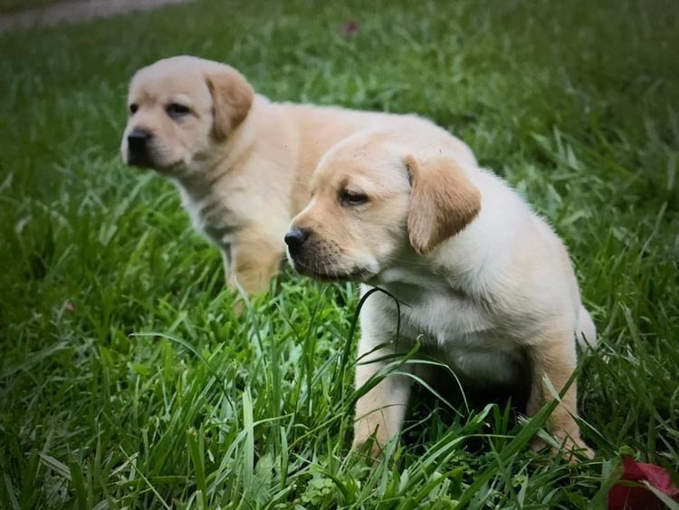 Terranor Labradors