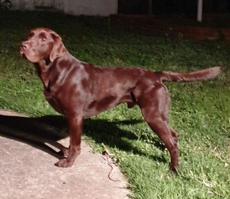 Terranor Labradors