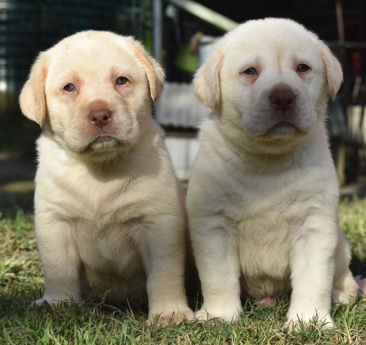 Terranor Labradors