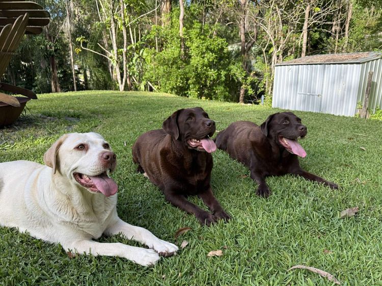 Terranor Labradors