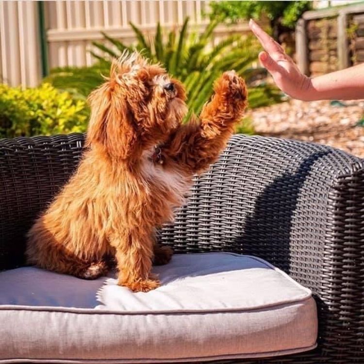 Dreamy Cavoodles Sydney™