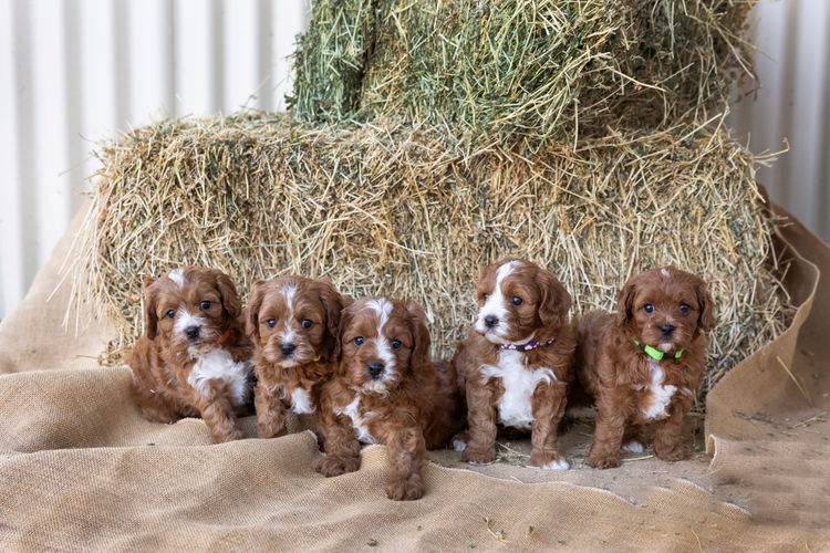Dreamy Cavoodles Sydney™