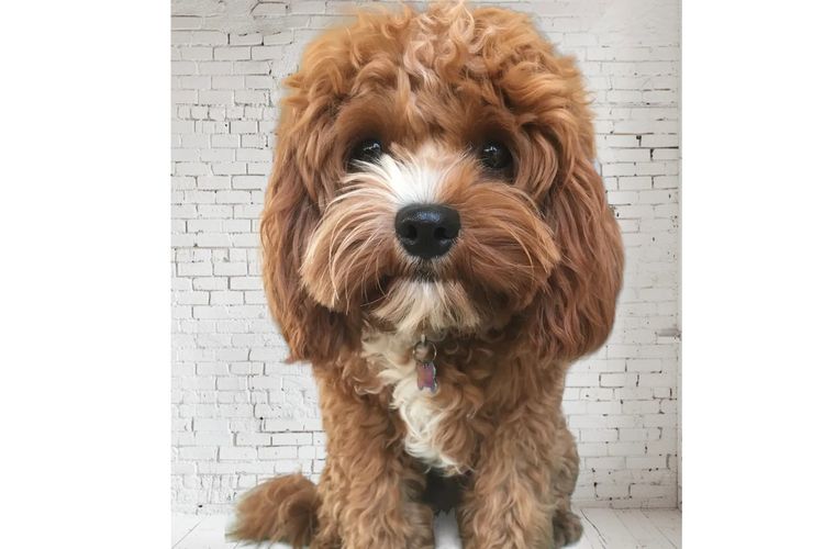 Dreamy Cavoodles Sydney™