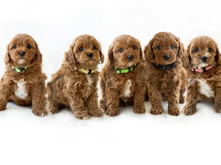 Dreamy Cavoodles Sydney™