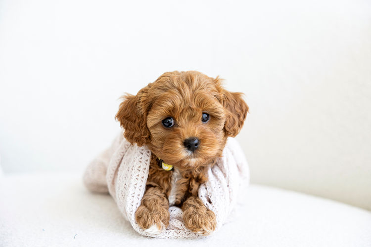 Dreamy Cavoodles Sydney™