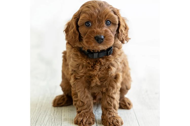 Dreamy Cavoodles Sydney™