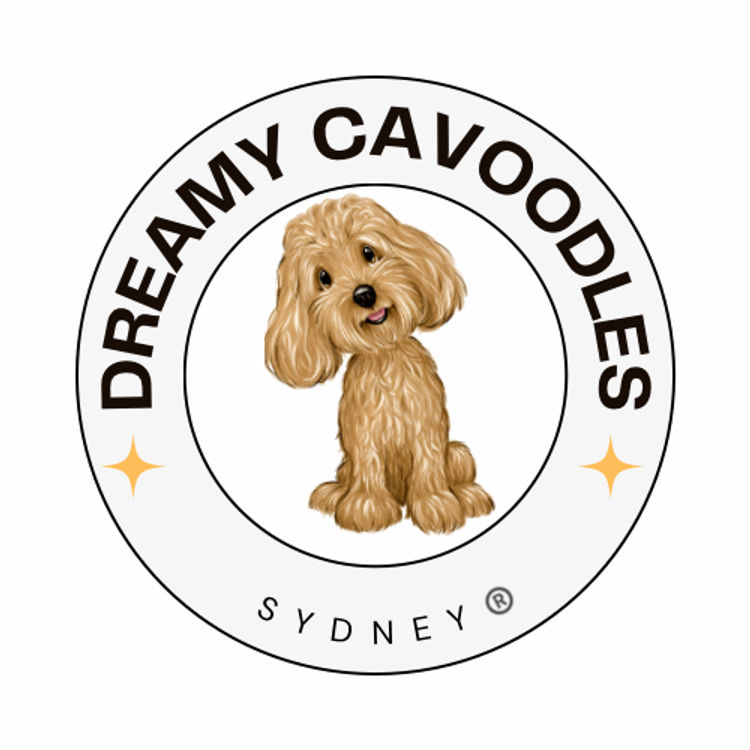 Dreamy Cavoodles Sydney™
