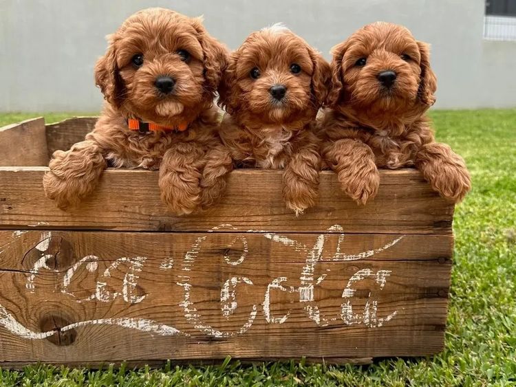 Dreamy Cavoodles Sydney™
