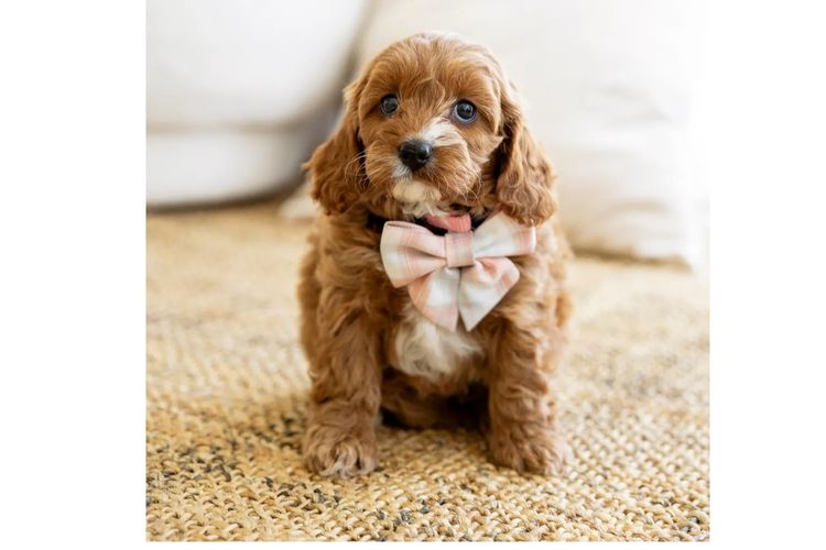Dreamy Cavoodles Sydney™